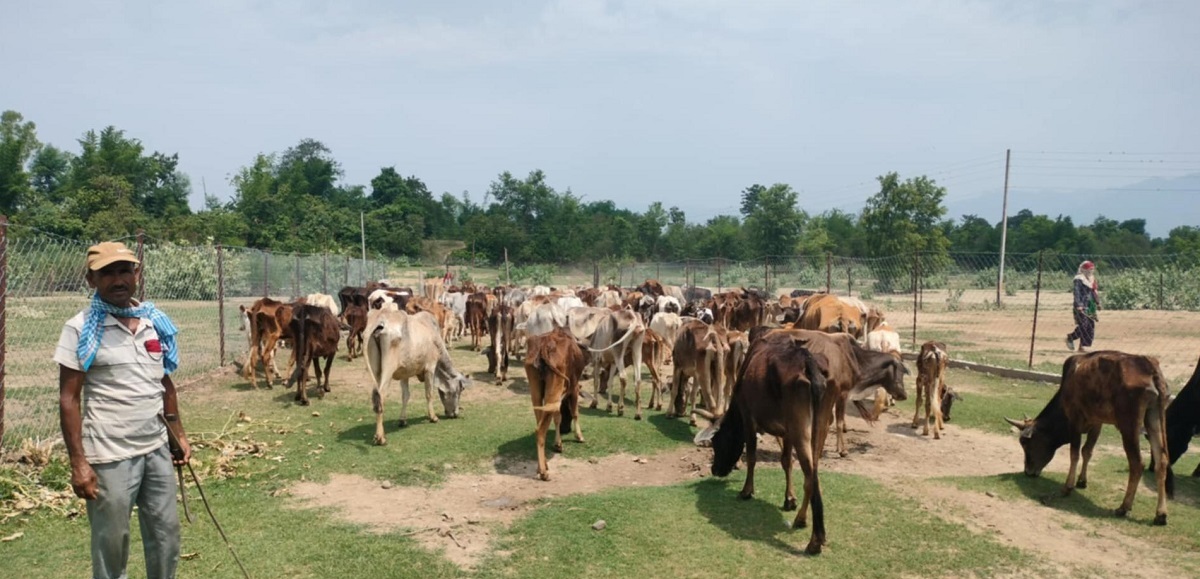 शुक्लाफाँटामा छाडा चौपाया व्यवस्थापन केन्द्रमा बजेट अभाव
